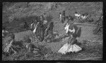 Fijian men in traditional costumes, walking over hot stones, also called fire walking