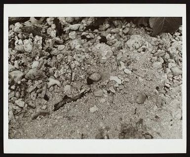 Sterna sumatrana (Black-naped tern), 1964