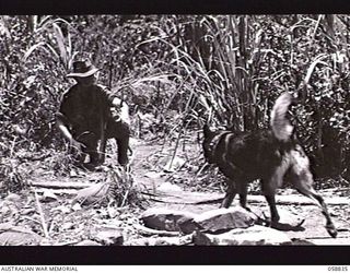 FARIA VALLEY, NEW GUINEA. 1943-10-20. "SANDY" A DOG TRAINED BY THE UNITED STATES DOG DETACHMENT FOR THE 2/27TH AUSTRALIAN INFANTRY BATTALION, ARRIVING BACK WITH A MESSAGE IN HIS COLLAR. THE MESSAGE ..
