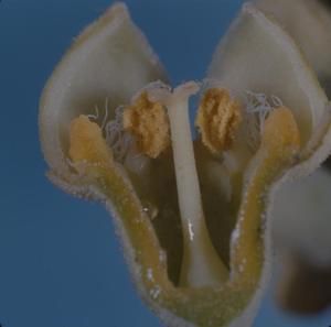 [Santalum ellipticum var. littorale cross-section from Makapu'u, United States]