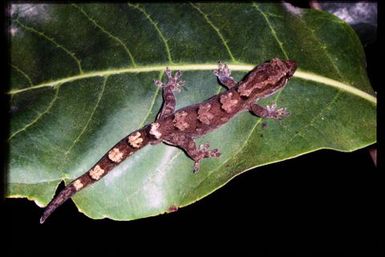 Gecko sp.