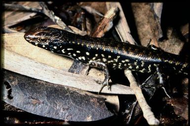 Skink sp.
