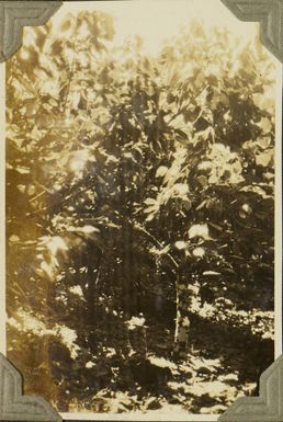 Cocoa? trees in Samoa, 1928