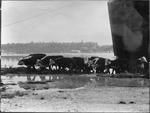 Cattle disembark at Solomon Islands.