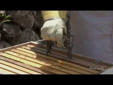 PBS Hawaii - HIKI NŌ Episode 201 | H.P. Baldwin High School | Maui's Bee Dilemma