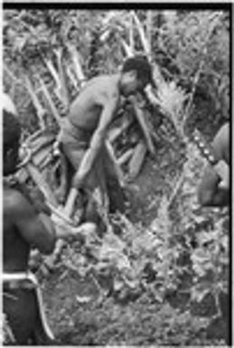 Gardening: man using a stone adze