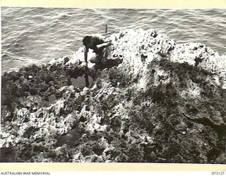 FINSCHHAFEN AREA, NEW GUINEA. 1944-04-09. QX44130 CAPTAIN J.L. GROOM, COMMANDING OFFICER 15TH MALARIA CONTROL UNIT EXAMINING ROCK POOLS IN CORAL CLIFFS TEN FEET ABOVE SEA LEVEL. A LARGE NUMBER OF ..