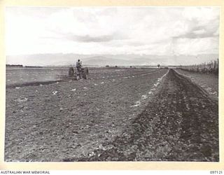 NADZAB, NEW GUINEA. 1945-09-14. A MEMBER OF 8 INDEPENDENT FARM PLATOON WORKING ON INTER-ROW CULTIVATION OF YOUNG WATERMELONS BY TRACTOR AND DISC HARROW. THIS CROP GROWS PARTICULARLY WELL GIVEN DRY ..