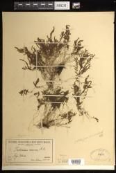 Polyphlebium venosum