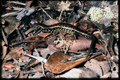 Skink sp.