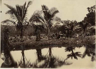 On the Tamavua River, Fiji