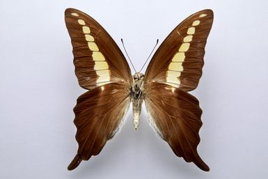 Graphium codrus auratus (Rothschild, 1898) - male