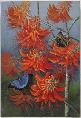 Erythrina insularis F.M. Bailey, family Fabaceae and butterflies, Papua New Guinea, 1916? / Ellis Rowan