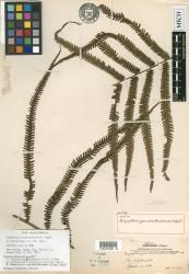 Thelypteris pseudostenobasis