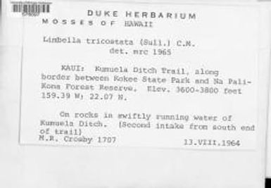 Sciaromium tricostatum