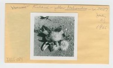 [Metrosideros polymorpha in Hawaii, envelope IE25-254]