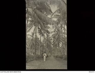 New Britain. c. 1915. A typical tropical road through a coconut plantation on the north coast of New Britain