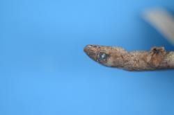 HOLOTYPE OF LEPIDODACTYLUS MITCHELLI (dorsal; ventral; dorsal; lateral)