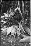 Pig festival, pig sacrifice, Tsembaga: woman, holding an infant, flattens leaves to thatch sacrifice house