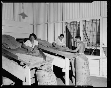 Workers at a cacao plantation, Samoa