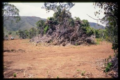 Freshly cleared maquis