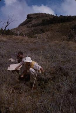 [Landscape of a field with two researchers at Mount Piora, Papua New Guinea]