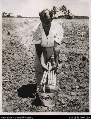 Indian Farmer planting cane