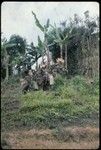 Pig festival, wig ritual: men dedicated to red spirit emerge, pave ritual fence at right