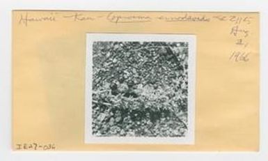 [Coprosma ernodeoides in Hawaii, envelope IE27-036]