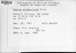 Hypnum plumaeforme