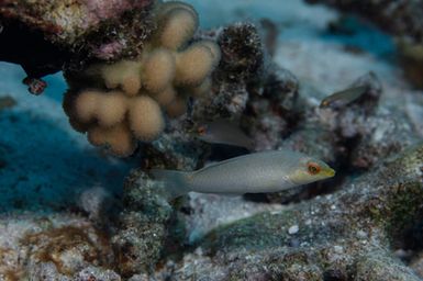 Halichoeres trimaculatus (Threespot Wrasse) female during the 2017 South West Pacific Expedition.