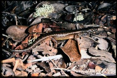 Skink sp.