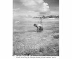 Scientists wading in reef around Namu Island to net poisoned fish, 1947