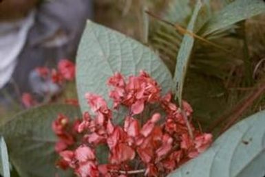 [Unidentified plant from Saruwaged Range, Papua New Guinea]