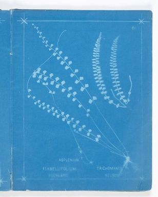 Asplenium flabellifolium, Auckland; Asplenium trichomanes, Nelson. From the album: New Zealand ferns. 148 varieties