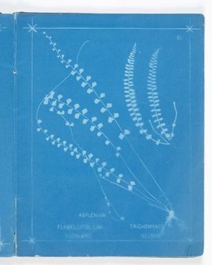 Asplenium flabellifolium, Auckland; Asplenium trichomanes, Nelson. From the album: New Zealand Ferns. 148 Varieties