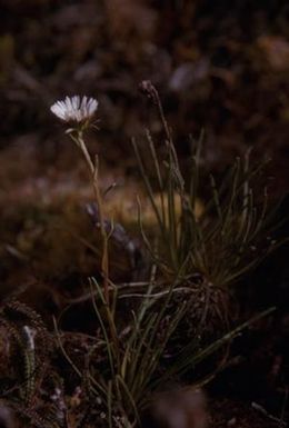 [Erigeron close-up in Mount Sarawaget, Papua New Guinea] BRIT-A-AR003-003-04-042