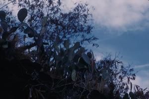 [Opuntia in Waimea Canyon, United States]