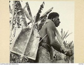 GABENSIS, NEW GUINEA, 1944-03-02. AN AUSTRALIAN NEW GUINEA ADMINISTRATIVE UNIT NATIVE WEARING RINGS IN HIS EARS AND A BISCUIT TIN ON HIS BACK CARRIES STORES IN THE SUPPLY LINE FROM A JEEPHEAD TO ..