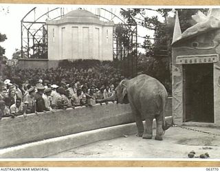 SYDNEY, NSW. 1944-01-26. AUSTRALIAN AND NEW GUINEA ADMINISTRATION UNIT NATIVES FEEDING AN ELEPHANT AT THE TARONGA PARK ZOO