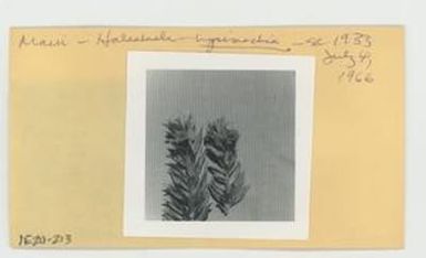 [Lysimachia in Hawaii, envelope IE24-213]
