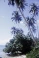 French Polynesia, beach on Moorea Island