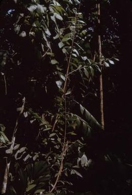 [Unidentified plant, Papua New Guinea]