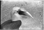 Hornbill