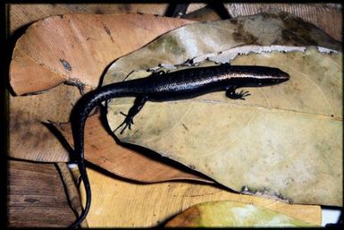 Caledoniscincus aquilonius