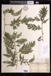 Selaginella plana
