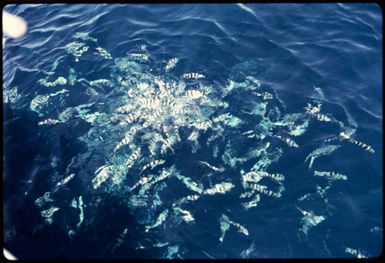 Fish off Suva, 1971