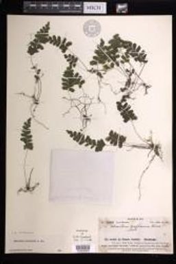 Adiantum diaphanum