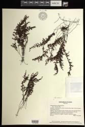 Hymenophyllum inaequale