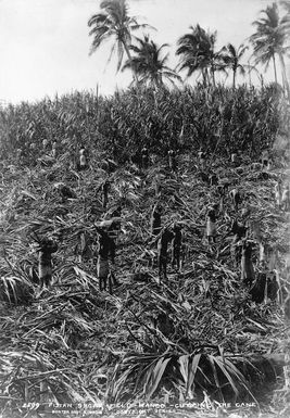 Cutting the cane in a sugar field in Mago, Fiji